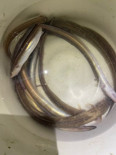 マアナゴの釣果