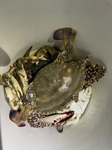 ワタリガニの釣果