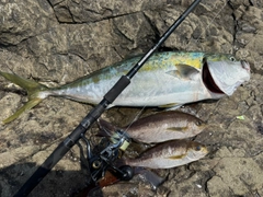 ヤズの釣果