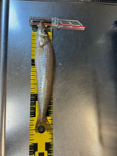 キスの釣果