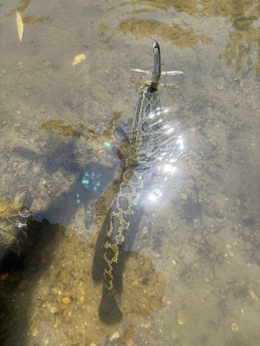 ライギョの釣果