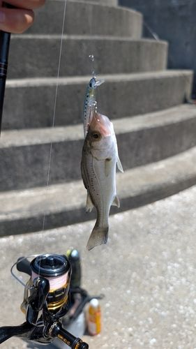 セイゴ（タイリクスズキ）の釣果