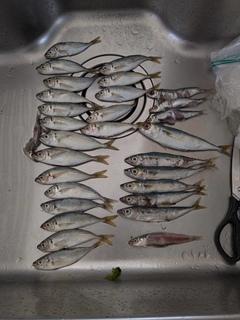 サバの釣果