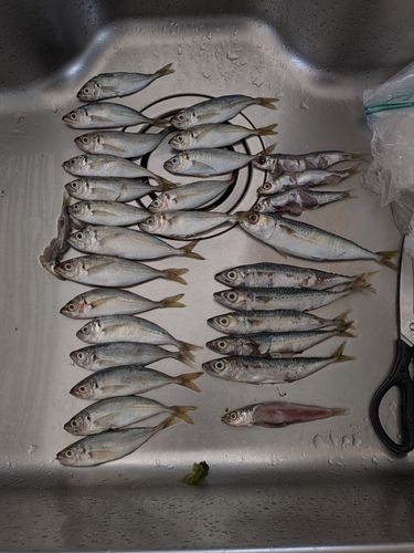 サバの釣果
