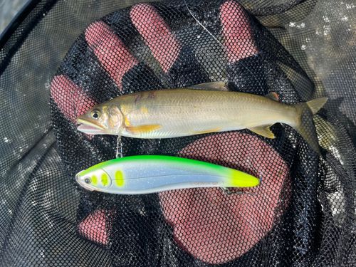 アユの釣果