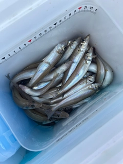 キスの釣果