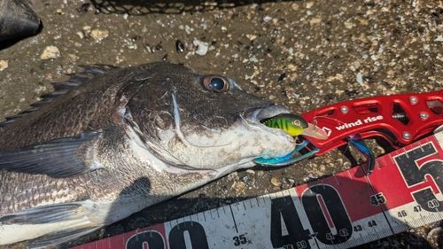 チヌの釣果