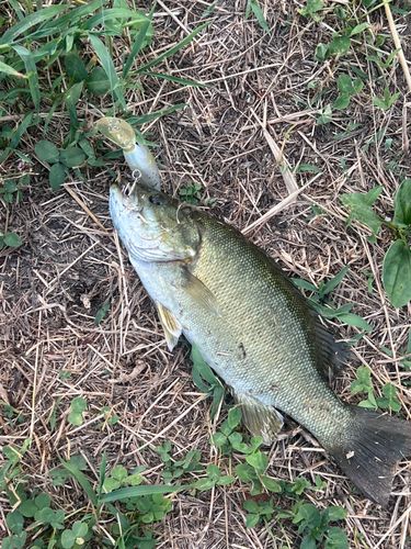 ブラックバスの釣果