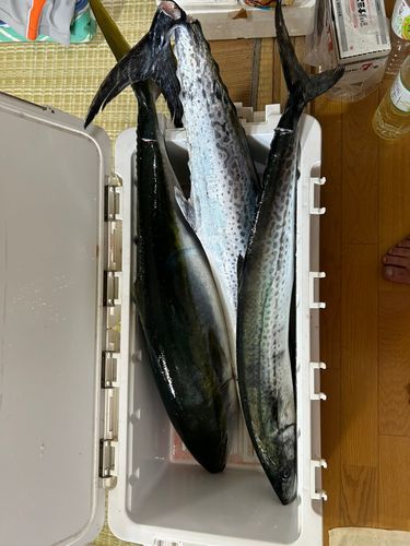 サワラの釣果