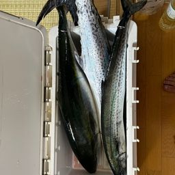 サワラ