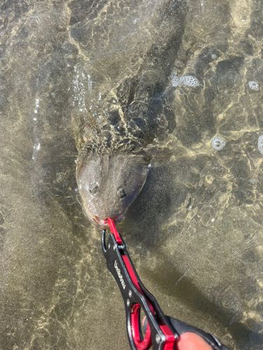 マゴチの釣果