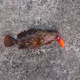 カサゴ