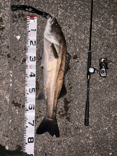 シーバスの釣果