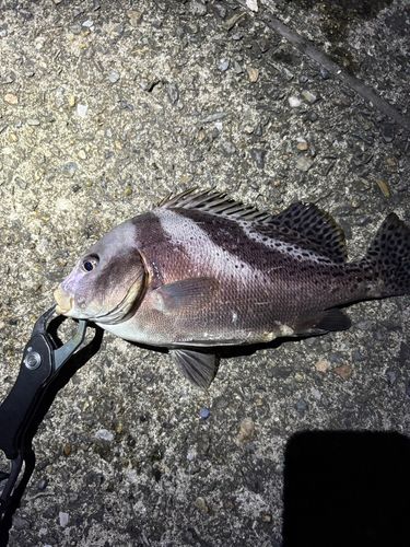 コショウダイの釣果