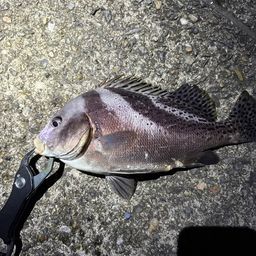コショウダイ