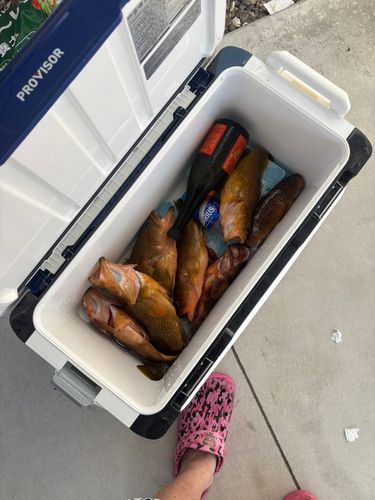 キジハタの釣果