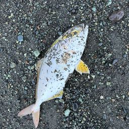 ショゴ