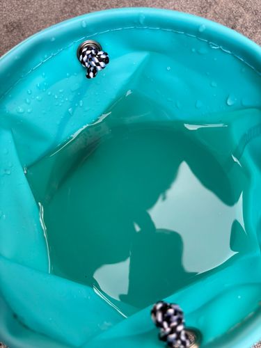マハゼの釣果