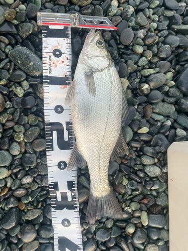 セイゴ（ヒラスズキ）の釣果