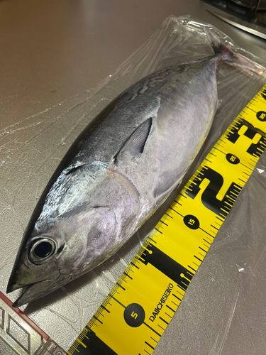 カツオの釣果