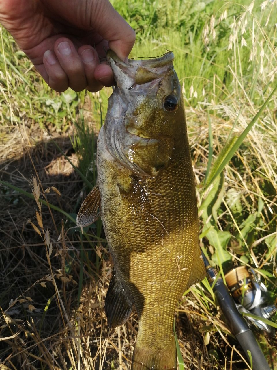 スモールマウスバス