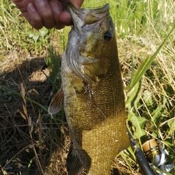 スモールマウスバス