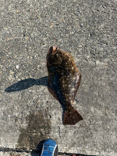 ヒラメの釣果