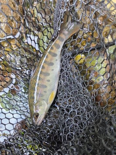 ヤマメの釣果