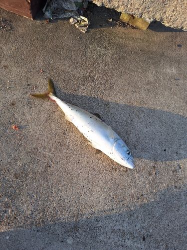イナダの釣果