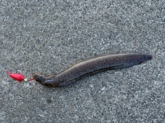 ギンポの釣果