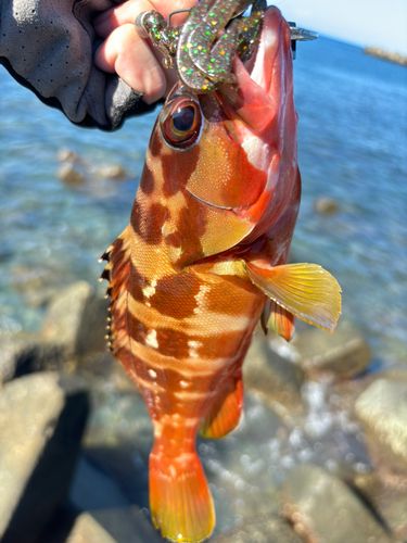 アカハタの釣果