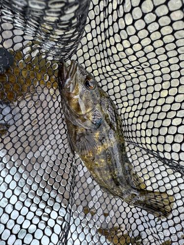 オヤニラミの釣果