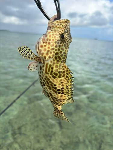 イシガキハタの釣果