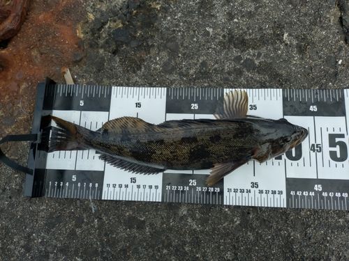 アイナメの釣果