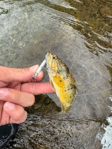 オヤニラミの釣果