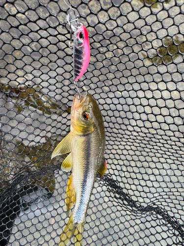 カワムツの釣果