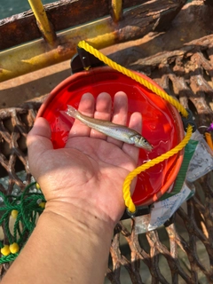 シロギスの釣果