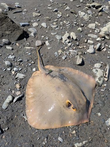 アカエイの釣果