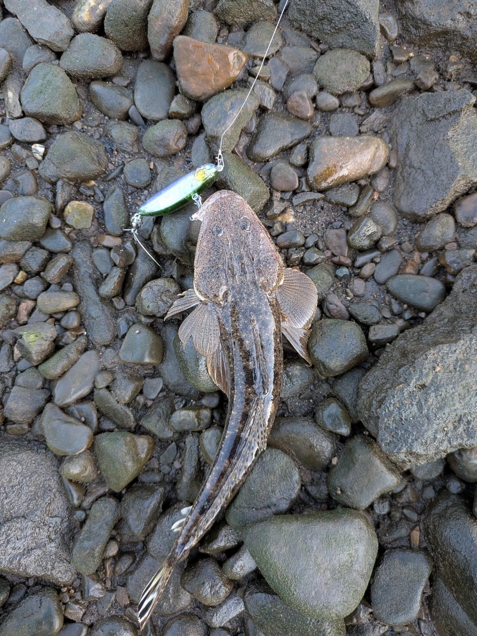 アカエイ