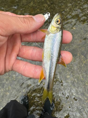 カワムツの釣果