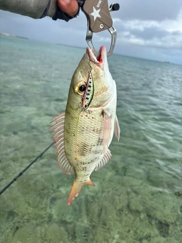 マトフエフキの釣果