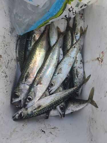 サバの釣果