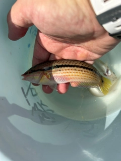 キュウセンの釣果