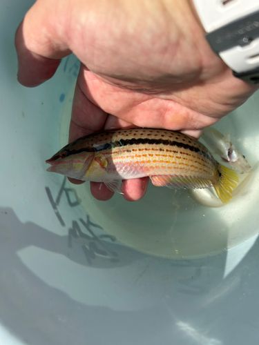 キュウセンの釣果