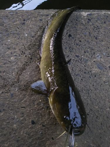 マナマズの釣果