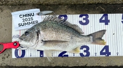 キビレの釣果