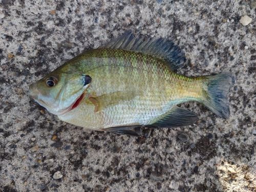 ブルーギルの釣果