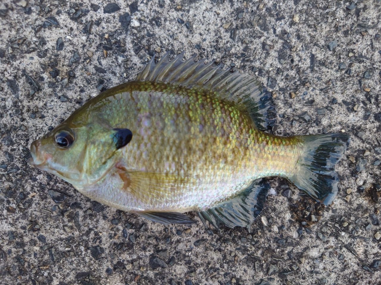 ブルーギル