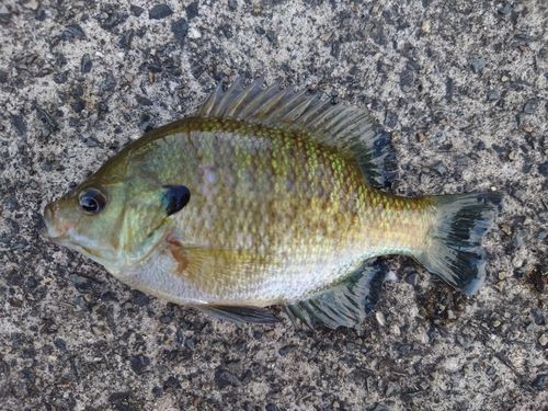 ブルーギルの釣果