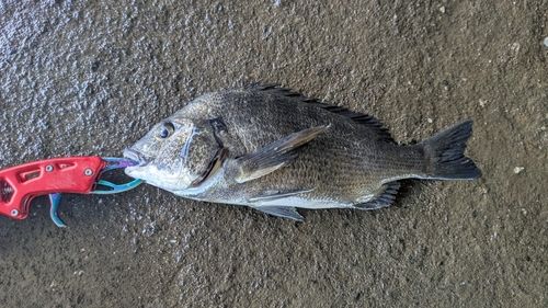 チヌの釣果